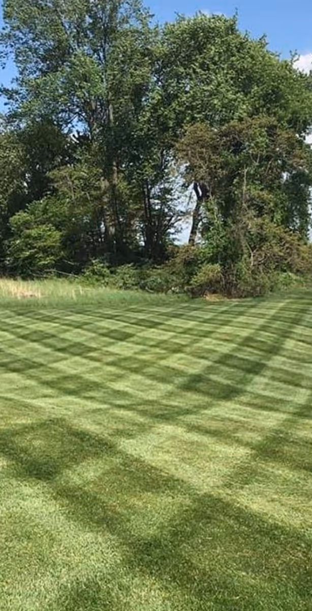 grass